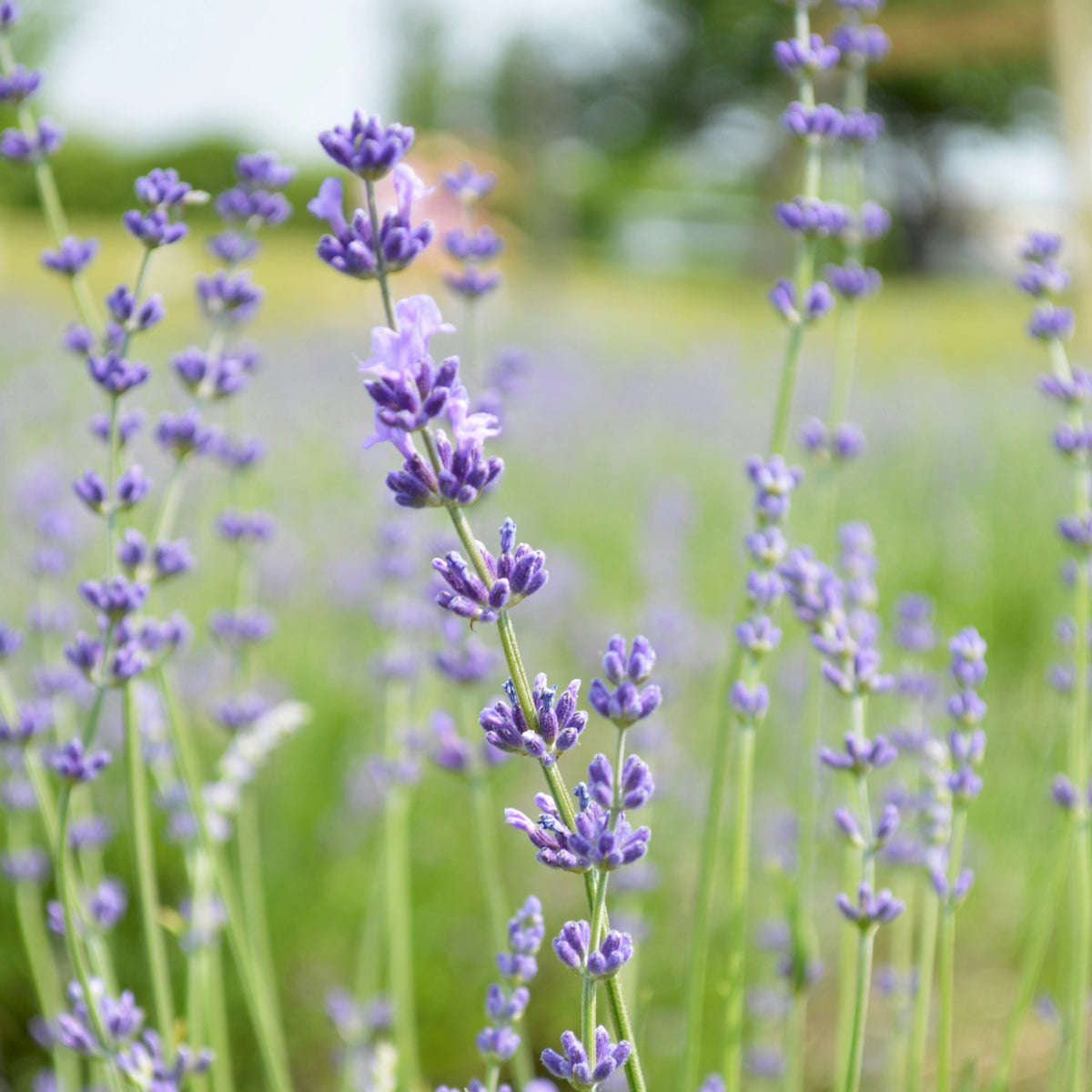 Magnesium Cream – Lavender