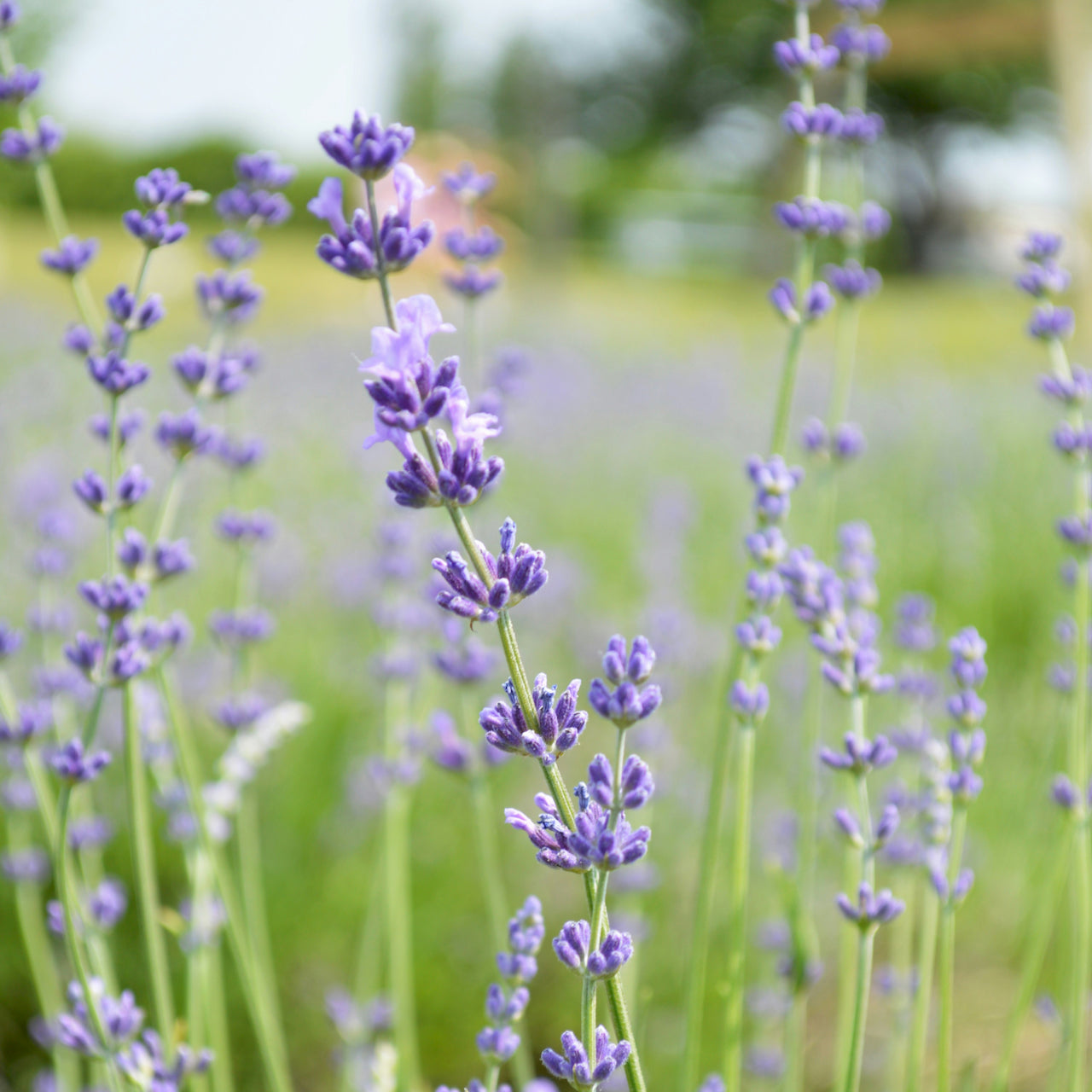 Lavender Soap