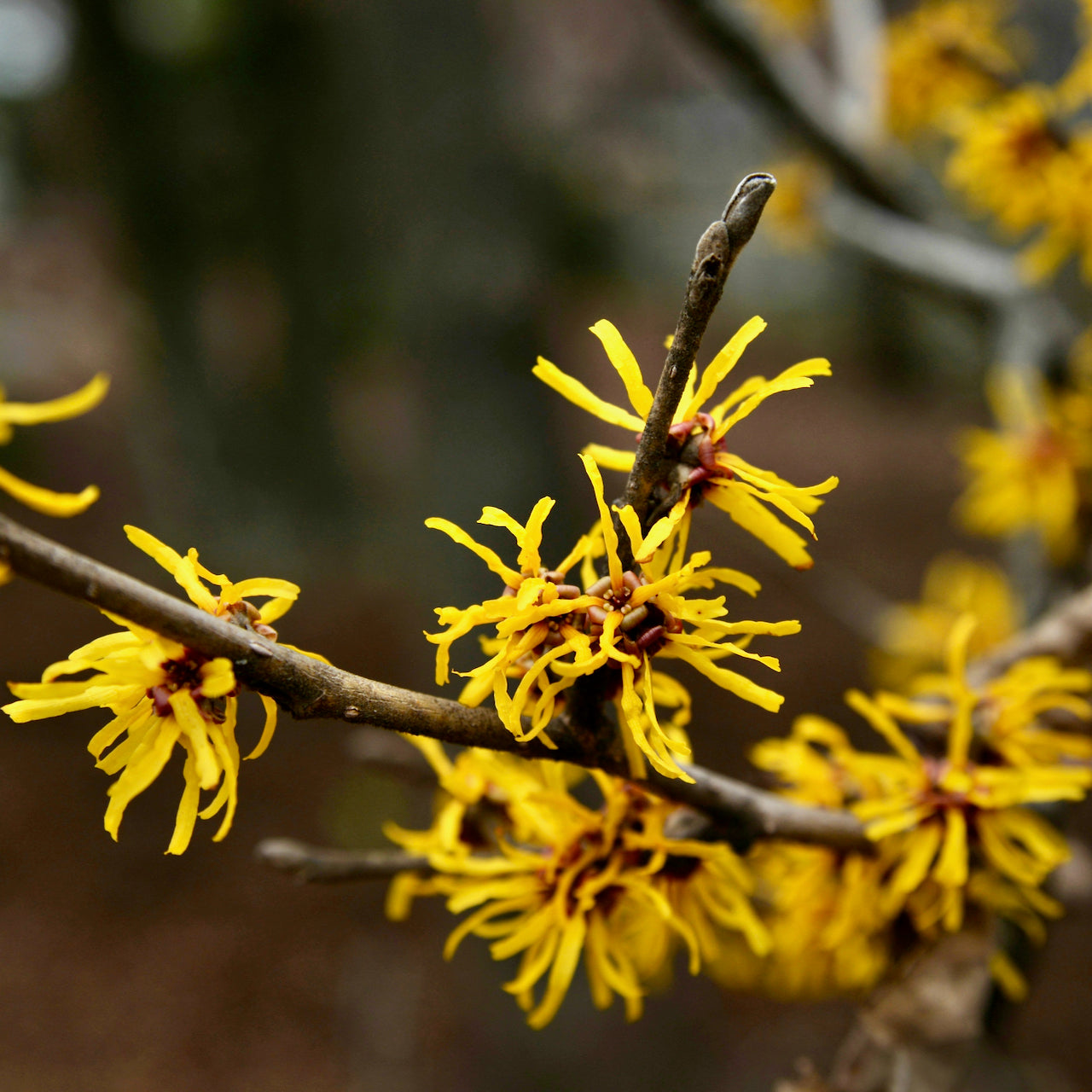 Postpartum Bath Herbs
