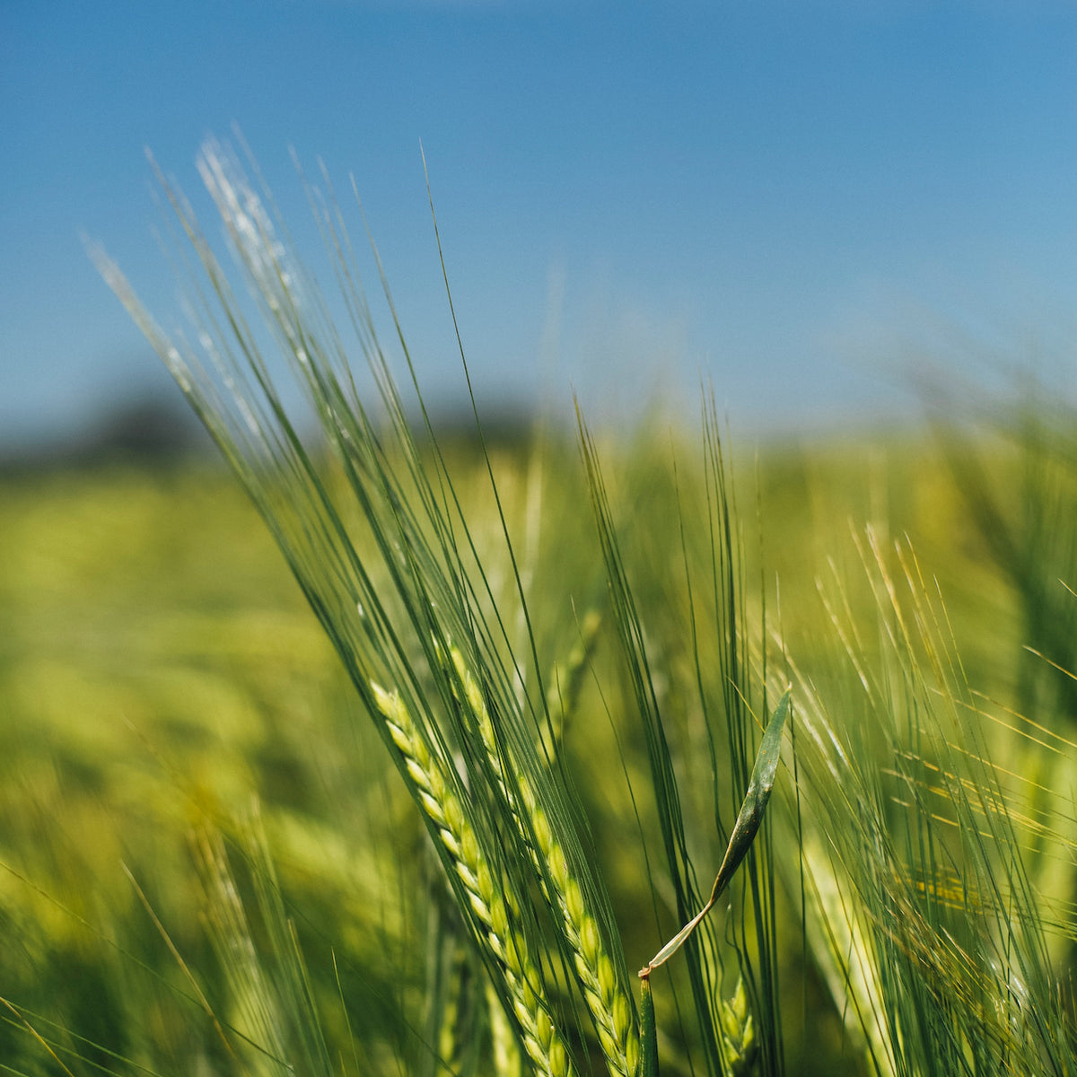 Exfoliating Clay Cleanser