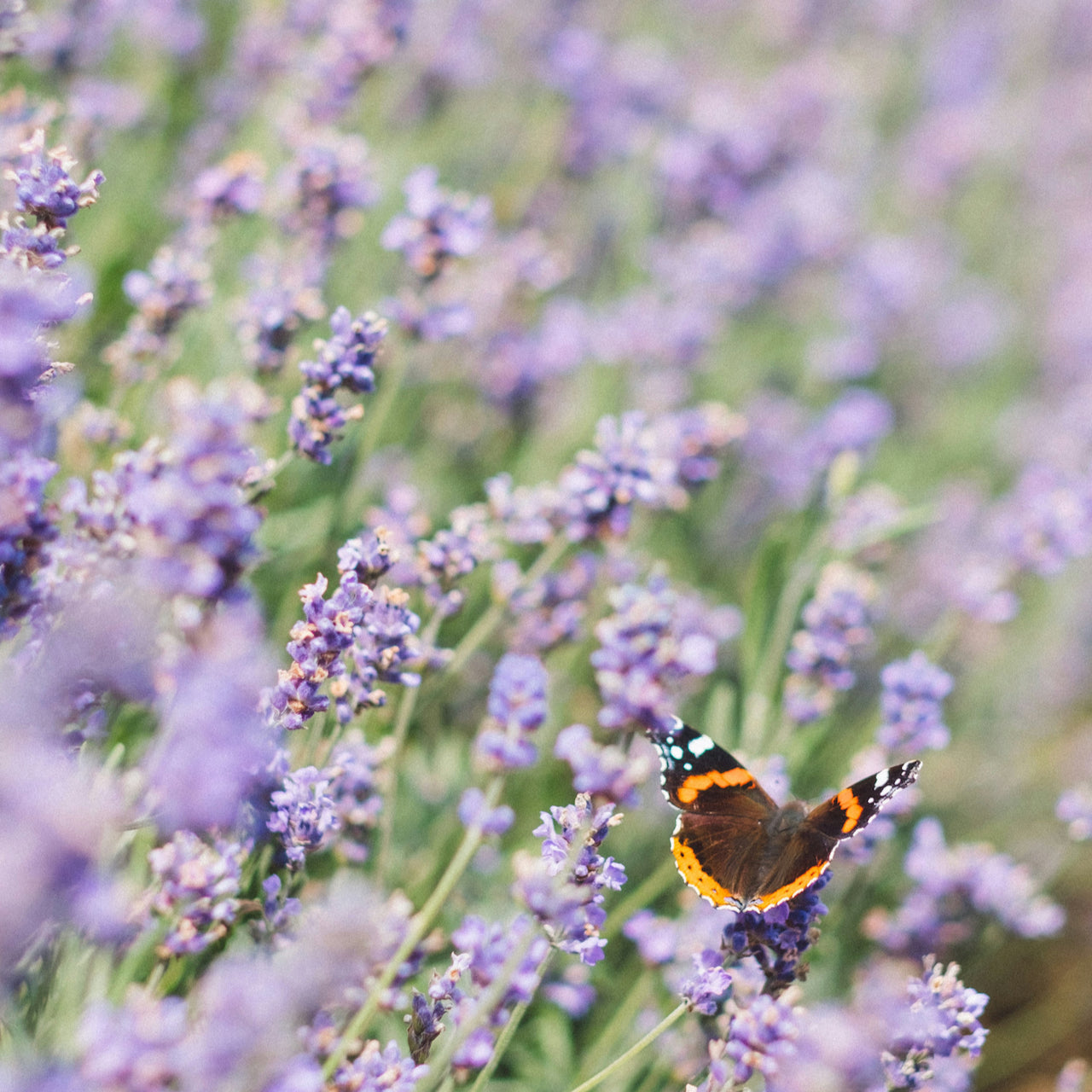 Lavender Bath Soak