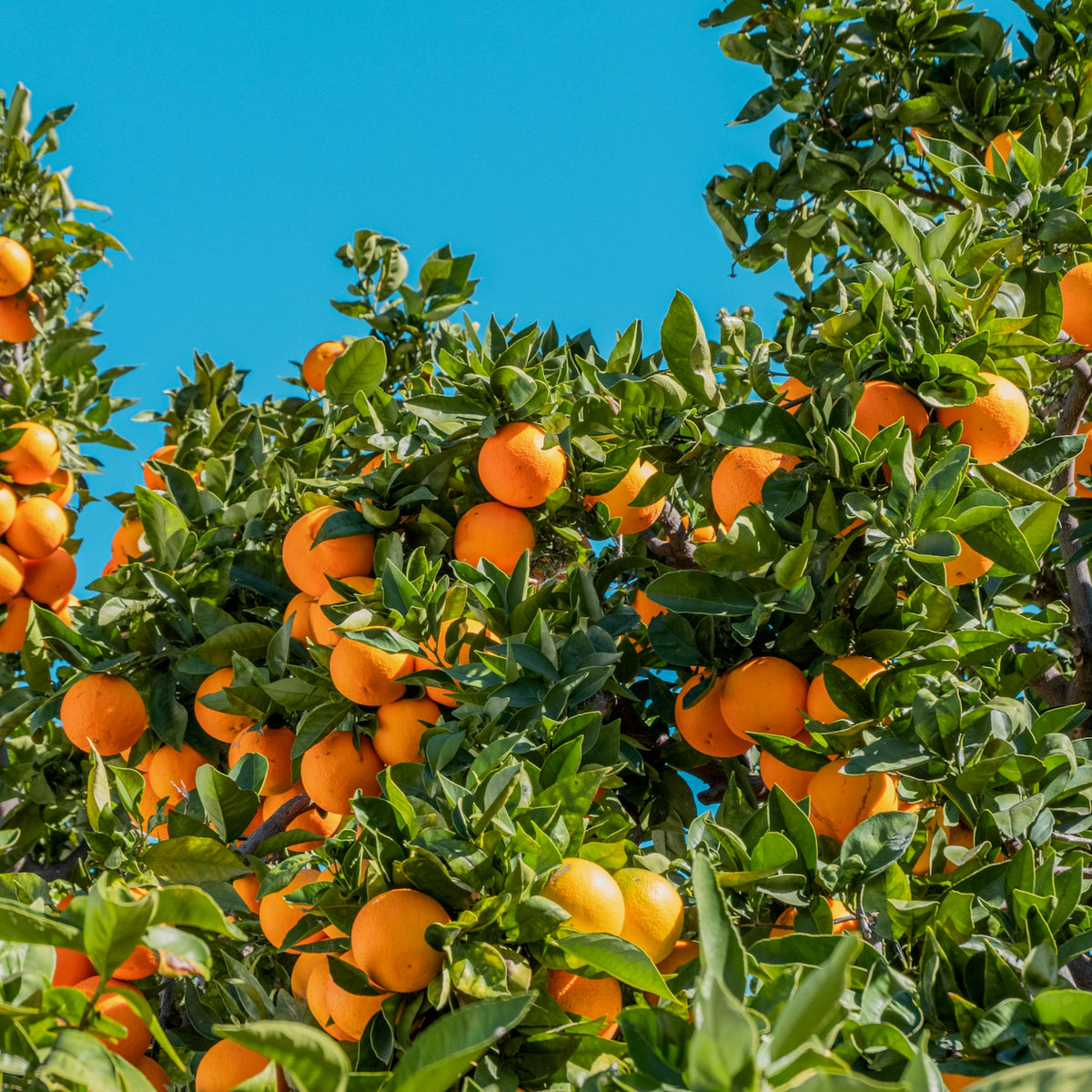 Crafty Radler Lip Balm