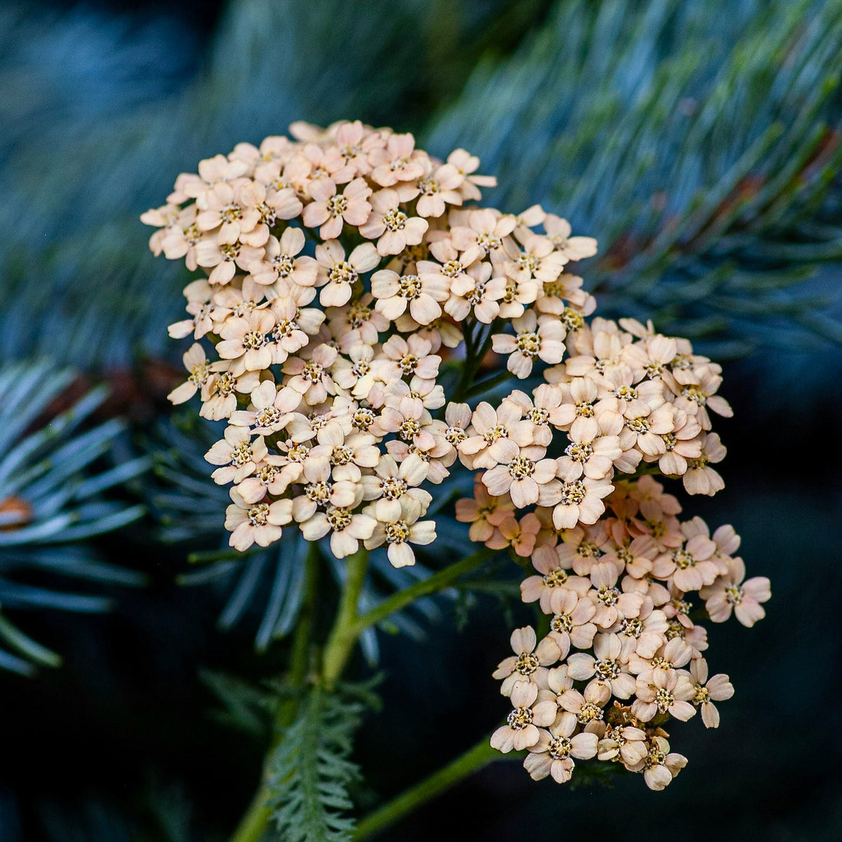 Postpartum Bath Herbs