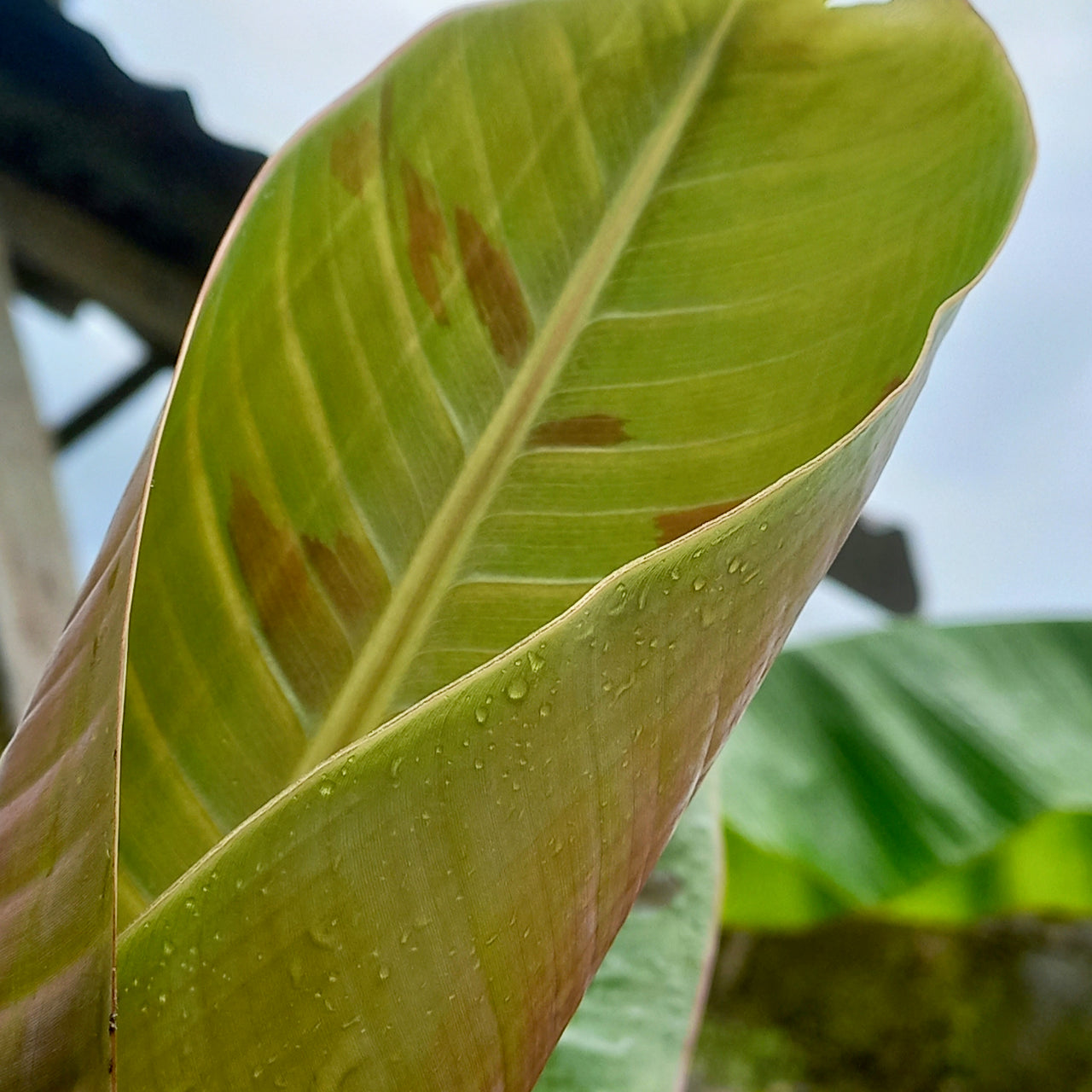 Postpartum Bath Herbs