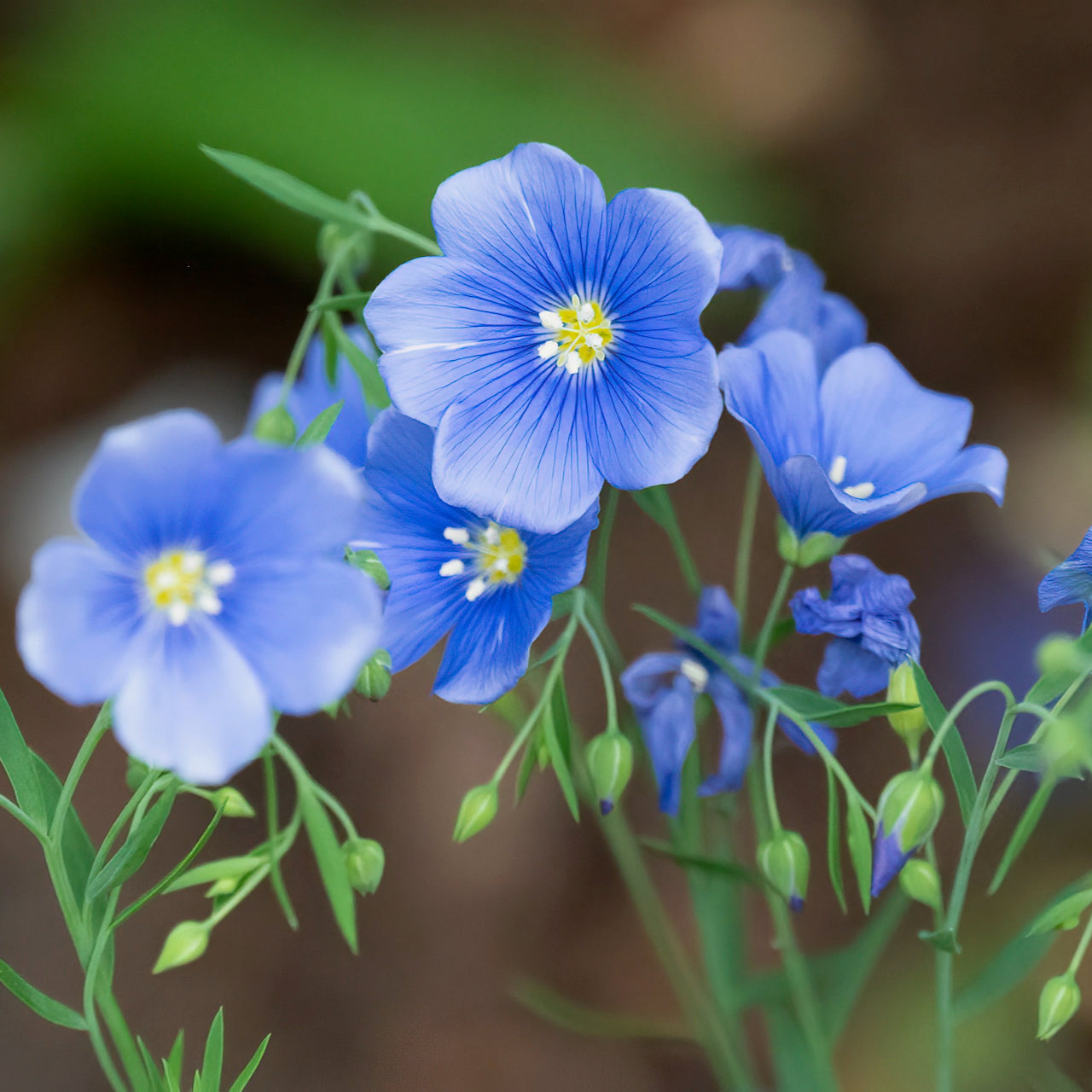 Exfoliating Clay Cleanser