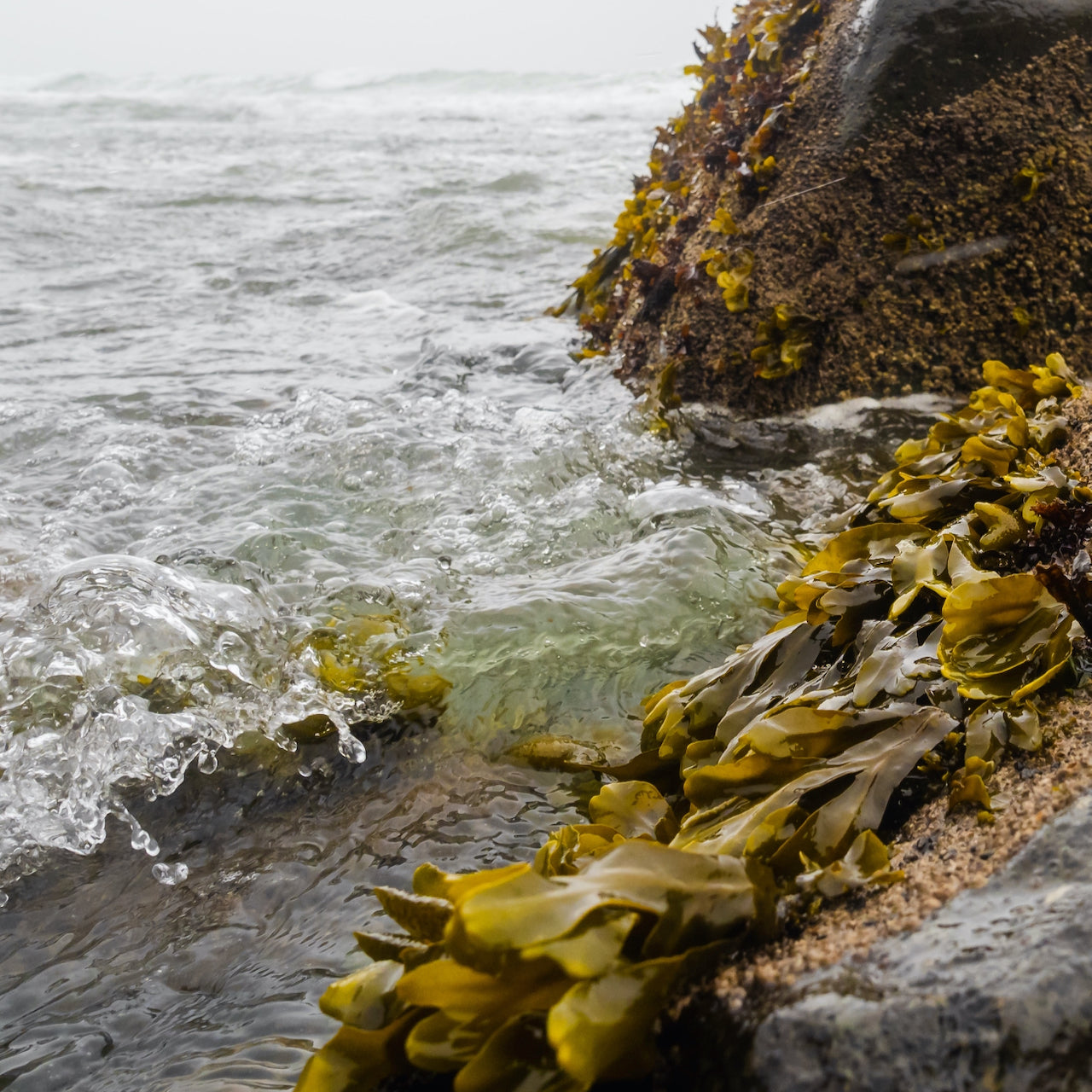 Seaweed Soap