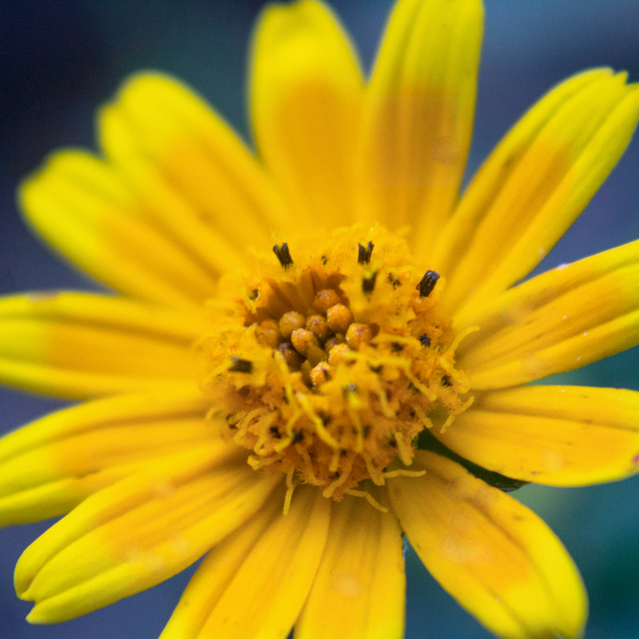 Crème de Magnésium à l’Arnica – Lavande