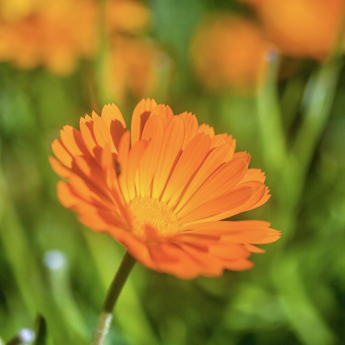 Baby Soothing Skin Ointment